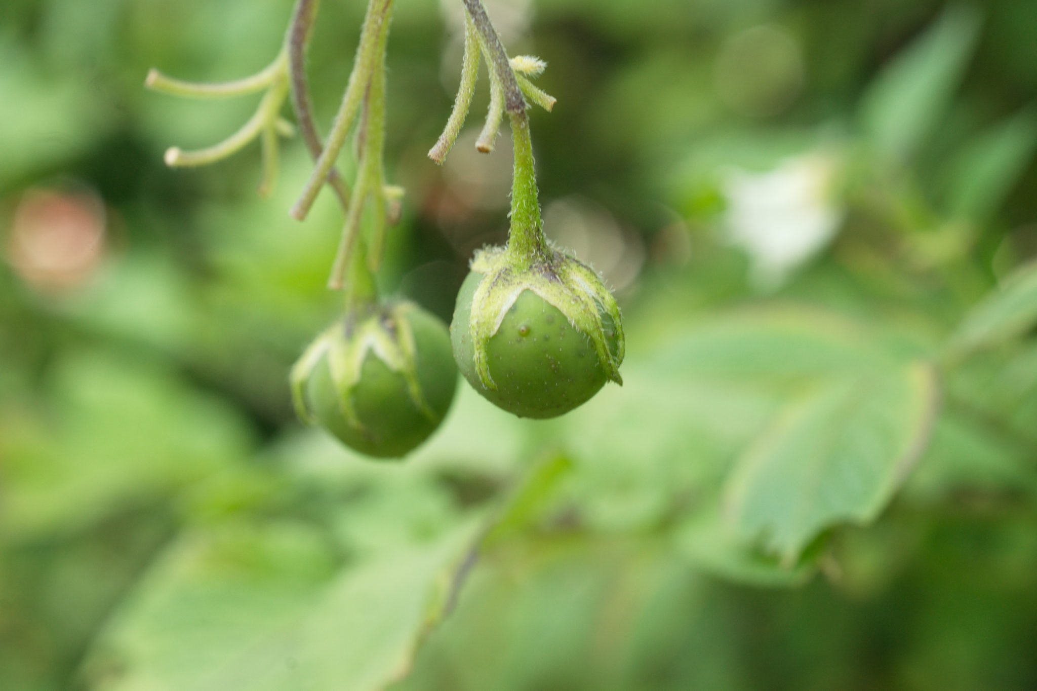 20210721  Gruen(t)raumHeimfeld 047